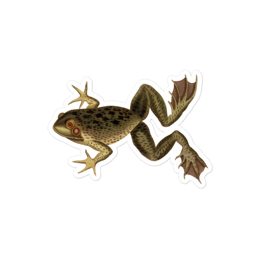 Bull Frog Engraving by J Heath 1802 Vintage Illustration Kiss-cut Sticker