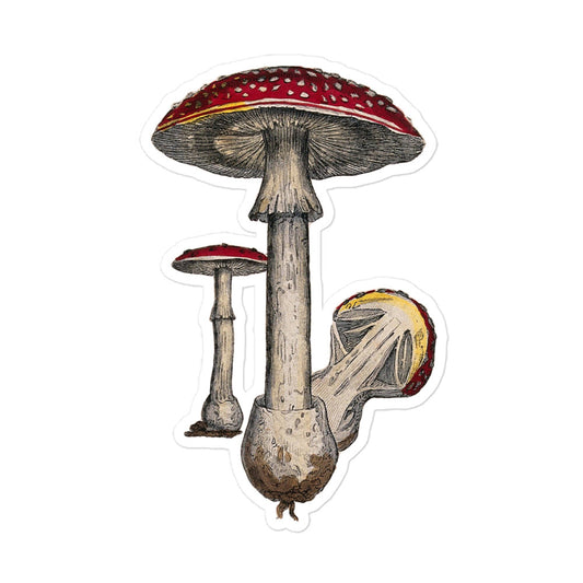 Amanita Muscaria Mushroom Engraving by J. Johnstone 1855 Vintage Illustration Kiss-cut Sticker