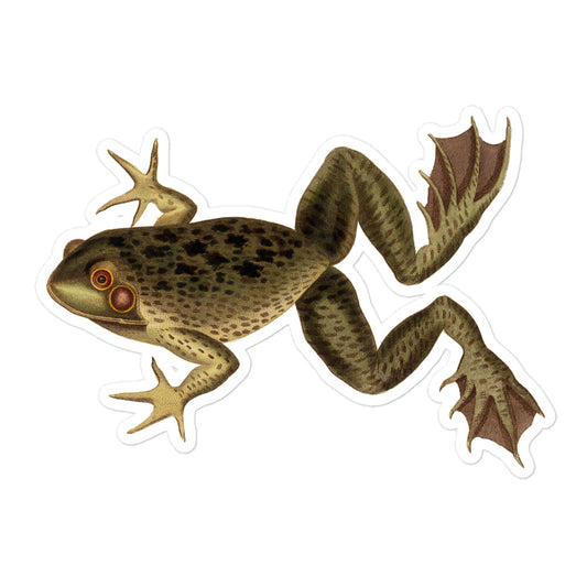 Bull Frog Engraving by J Heath 1802 Vintage Illustration Kiss-cut Sticker